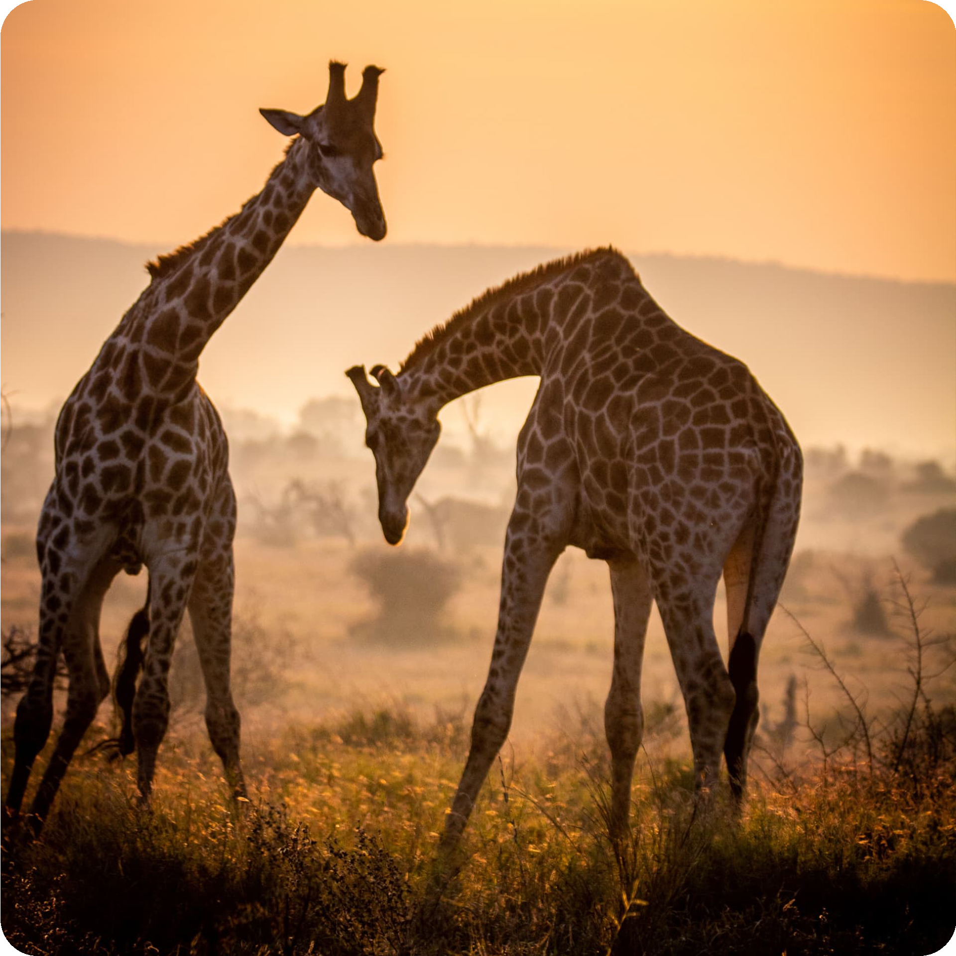 Hwange-National-Park